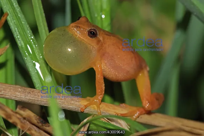 : Spring Peeper male calling to attract female : Spring Peeper male calling to attract female