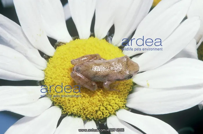 : Spring Peeper on Oxeye Daisy : Spring Peeper on Oxeye Daisy