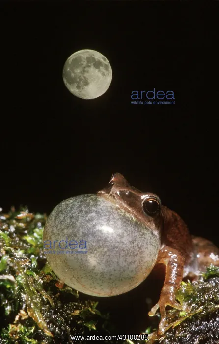 : Spring Peeper (Pseudacris crucifer) : Spring Peeper (Pseudacris crucifer)