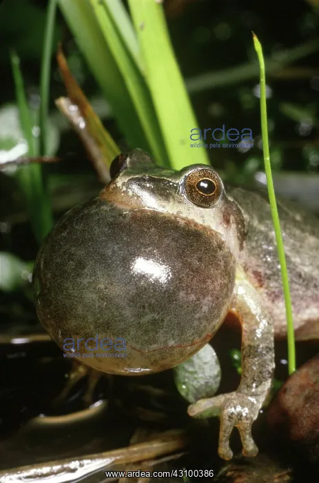: Spring Peeper (Pseudacris crucifer) : Spring Peeper (Pseudacris crucifer)
