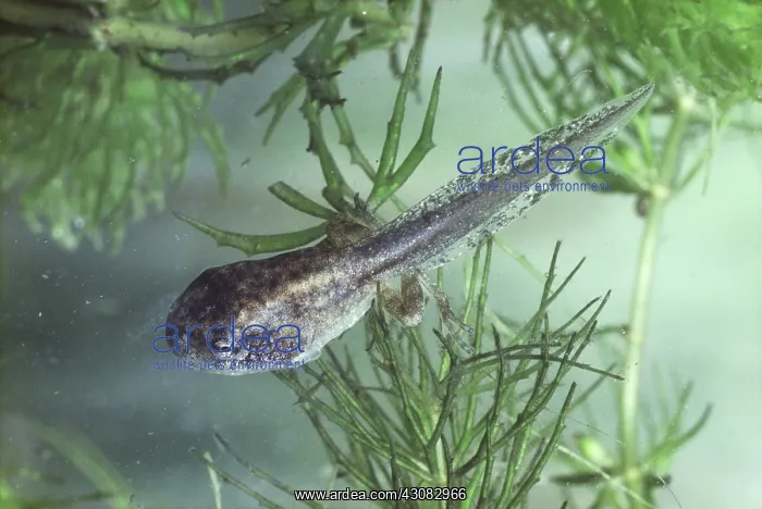  : Spring Peeper tadpole (Pseudacris crucifer)