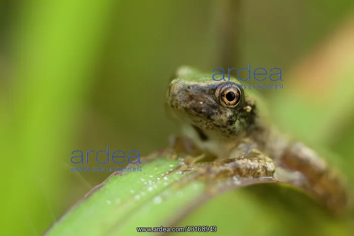 : The call of Spring Peepers : The call of Spring Peepers