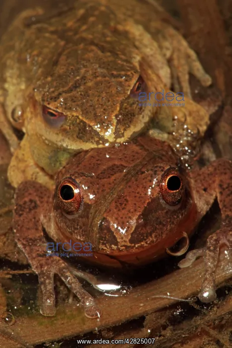 : Spring Peepers - Pair in amplexus : Spring Peepers - Pair in amplexus