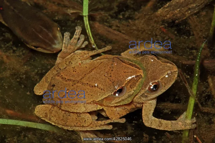 : Spring Peepers - Pair in amplexus : Spring Peepers - Pair in amplexus