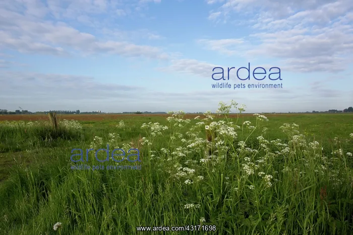 : Spring in polder Arkemheen, The Netherlands, Gelderland : Spring in polder Arkemheen, The Netherlands, Gelderland