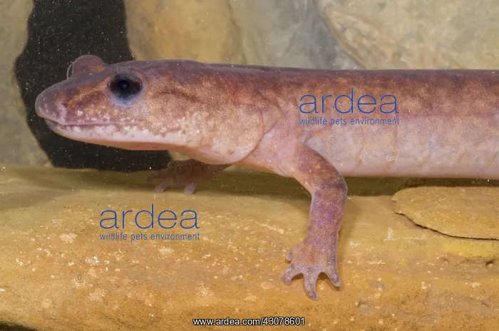 : Spring Salamander : Spring Salamander
