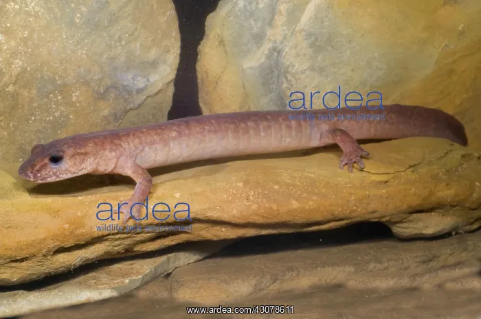 : Spring Salamander : Spring Salamander