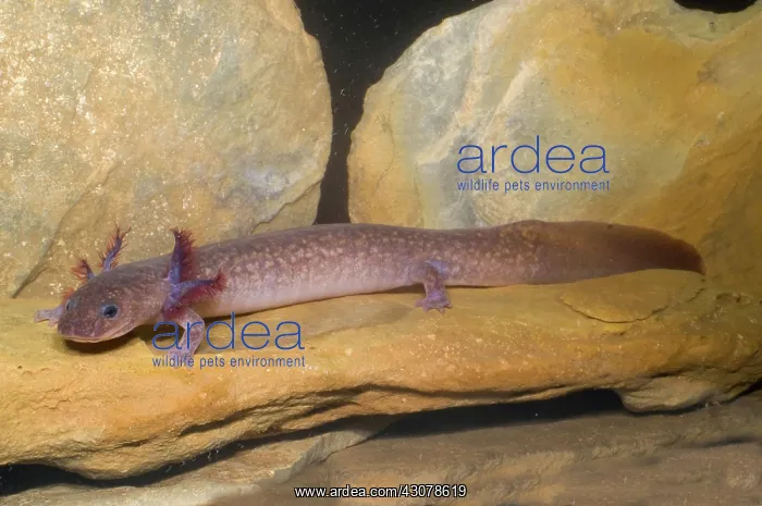 : Spring Salamander : Spring Salamander