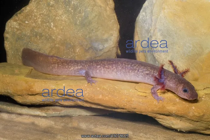 : Spring Salamander : Spring Salamander