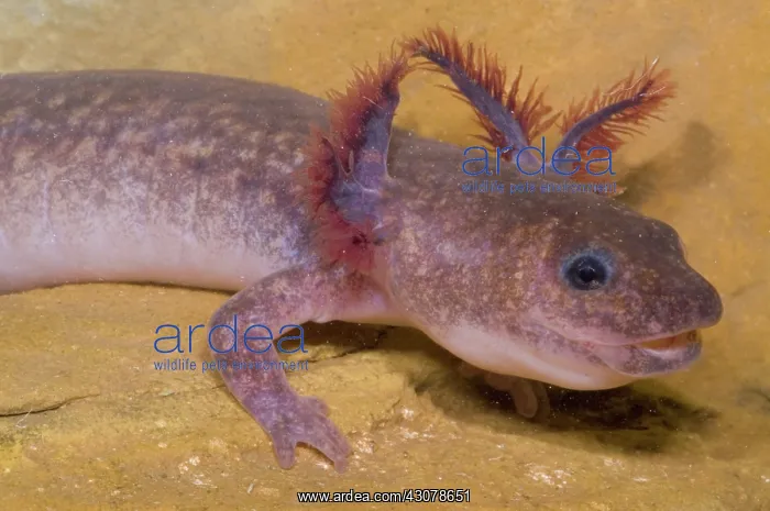 : Spring Salamander : Spring Salamander