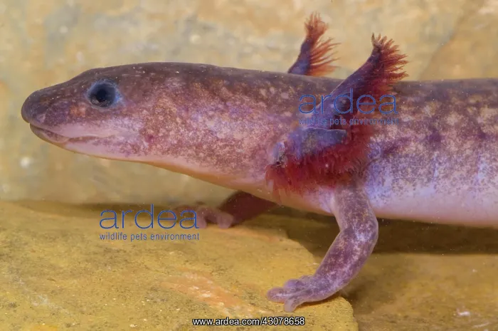 : Spring Salamander : Spring Salamander