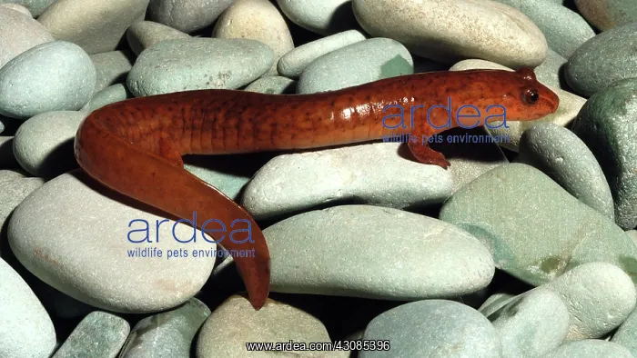 : Spring Salamander : Spring Salamander