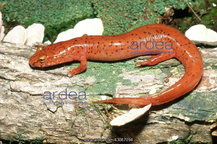 : Spring Salamander : Spring Salamander
