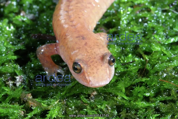 : Spring Salamander : Spring Salamander
