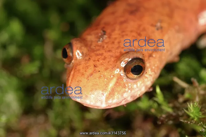 : Spring Salamander : Spring Salamander