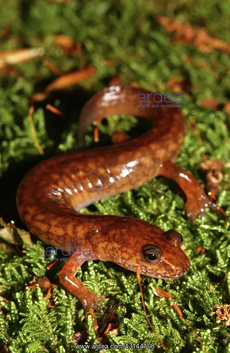: Spring Salamander : Spring Salamander