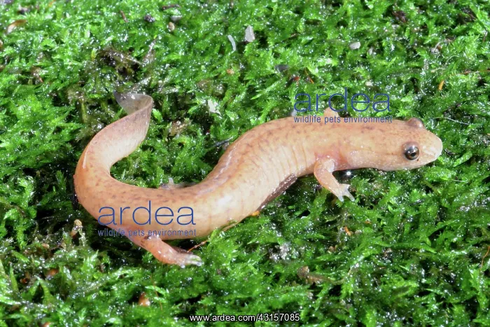 : Spring Salamander : Spring Salamander