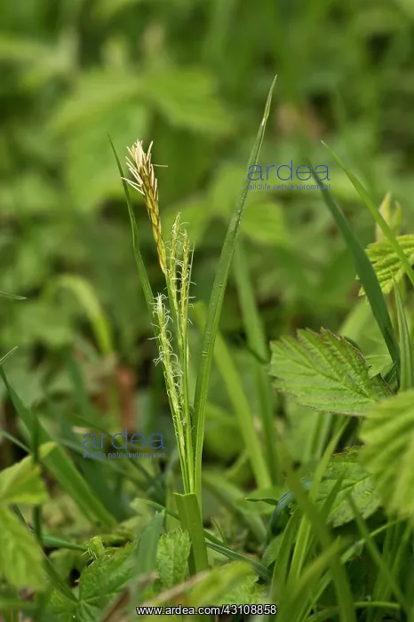 : Spring Sedge (Carex caryophyllea). Allindelille : Spring Sedge (Carex caryophyllea). Allindelille
