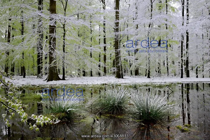 : Spring Snow, Beech forest in a late snow, Wintersberg : Spring Snow, Beech forest in a late snow, Wintersberg
