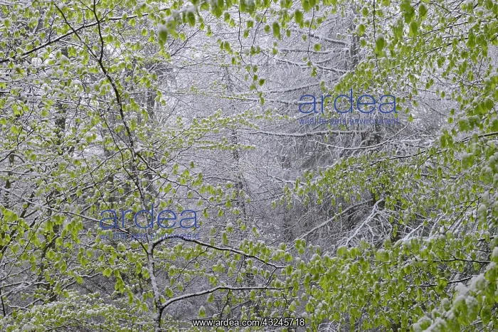 : Spring snow, new beech leaves in a late snow, Northern : Spring snow, new beech leaves in a late snow, Northern