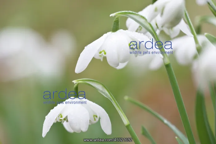 : Spring Snowflake : Spring Snowflake