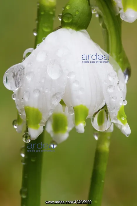  : Spring Snowflake, close up detail of flower covered