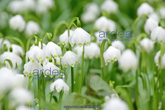 : Spring Snowflake - dense population in forest : Spring Snowflake - dense population in forest