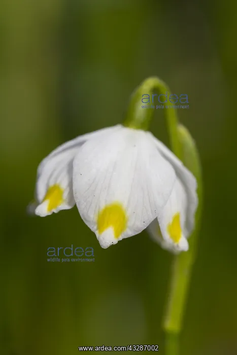 : Spring Snowflake - flowering plant - Germany : Spring Snowflake - flowering plant - Germany