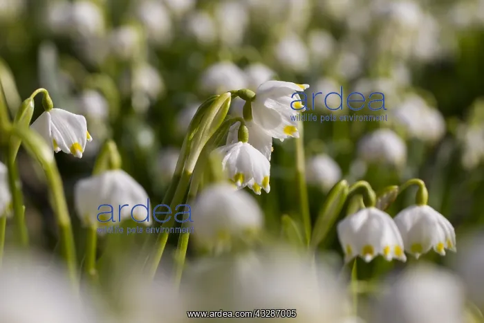 : Spring Snowflake - flowering plant - Germany : Spring Snowflake - flowering plant - Germany