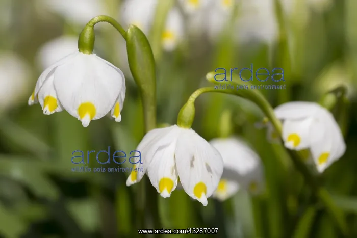 : Spring Snowflake - flowering plant - Germany : Spring Snowflake - flowering plant - Germany
