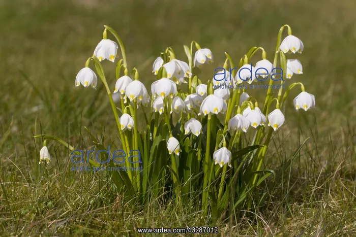 : Spring Snowflake - flowering plant - Germany : Spring Snowflake - flowering plant - Germany