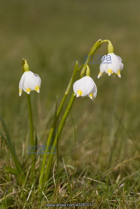  : Spring Snowflake - flowering plant - Germany