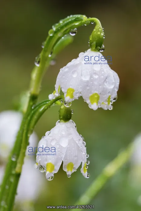 : Spring Snowflake, two flowers covered with waterdrops : Spring Snowflake, two flowers covered with waterdrops
