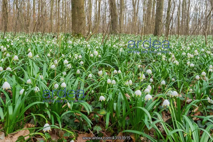 : Spring snowflake (Leucojum vernum), NSG Schweineberg : Spring snowflake (Leucojum vernum), NSG Schweineberg