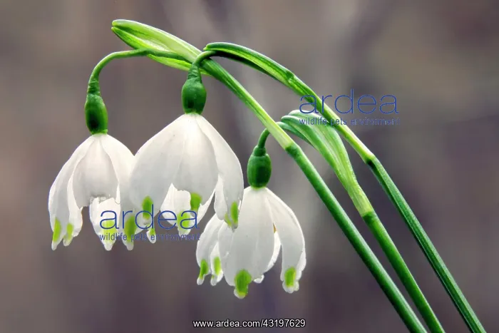 : Spring snowflake (Leucojum vernum) Detail of flowers : Spring snowflake (Leucojum vernum) Detail of flowers
