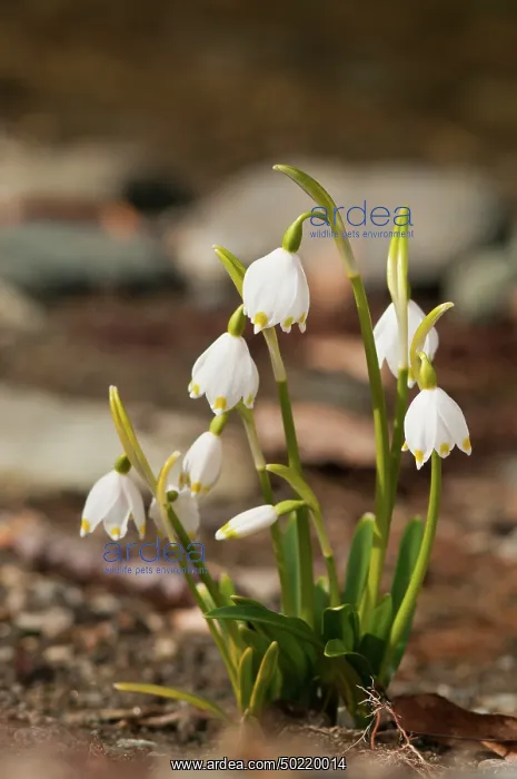 : Spring Snowflake (Leucojum vernum) on the sandy ground, Liguria, Italy : Spring Snowflake (Leucojum vernum) on the sandy ground, Liguria, Italy