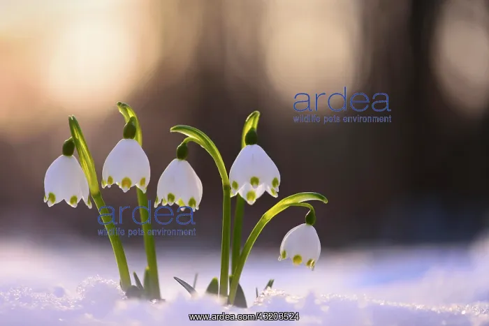 : Spring Snowflakes (Leucojum vernum) growing through : Spring Snowflakes (Leucojum vernum) growing through
