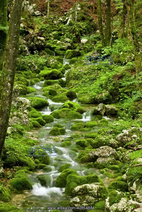 : Spring - and source of stream with mossy boulders : Spring - and source of stream with mossy boulders