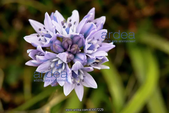  : Spring Squill