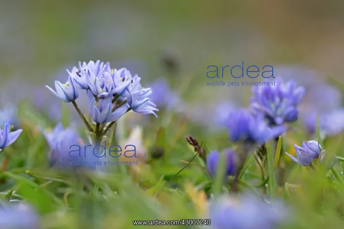  : Spring Squill