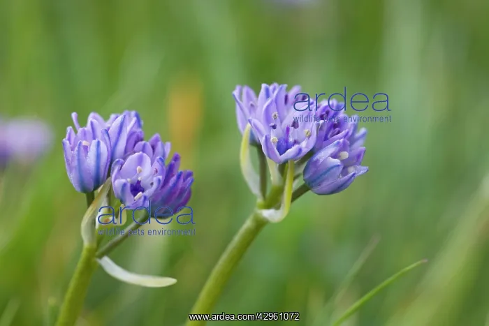 : Spring Squill - growing in coastal grassland : Spring Squill - growing in coastal grassland