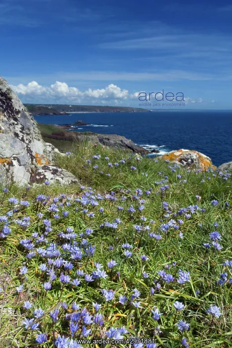 : Spring Squill - Prussia Cove : Spring Squill - Prussia Cove