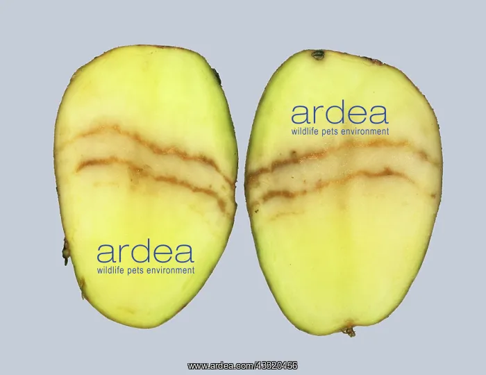 : PMTV. Spring symptom of potato mop top virus (PMTV) in potato tuber section : PMTV. Spring symptom of potato mop top virus (PMTV) in potato tuber section