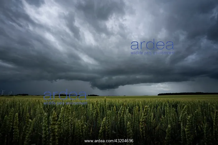 : Spring thunderstorm over the Eurelian plains. Isolated : Spring thunderstorm over the Eurelian plains. Isolated