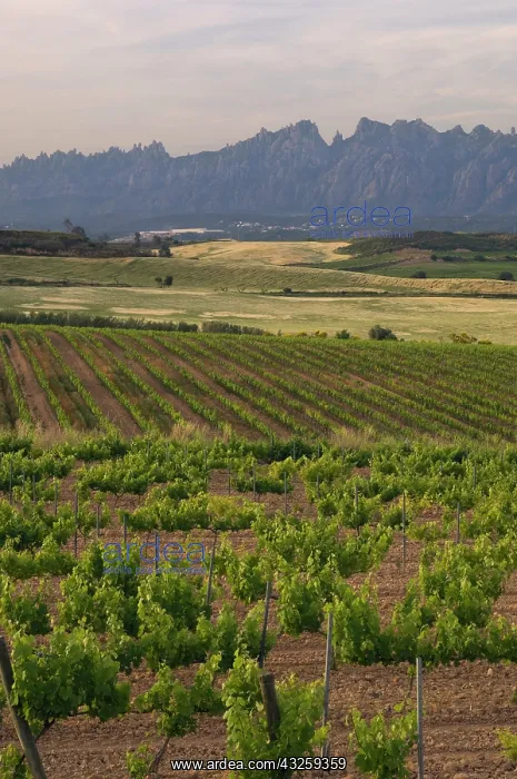  : Spring time vineyards with Montserrat mountain
