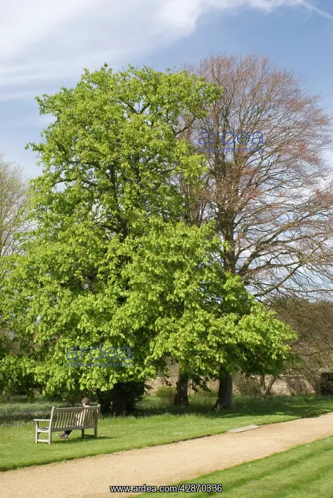 : Spring Trees in garden - UK