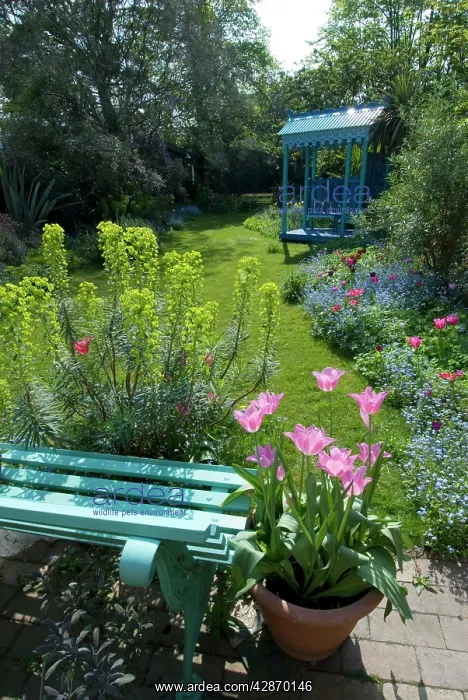 : Spring Urban Garden - with Euphorbia, Tulips & : Spring Urban Garden - with Euphorbia, Tulips &