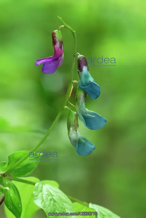 : Spring Vetchling : Spring Vetchling