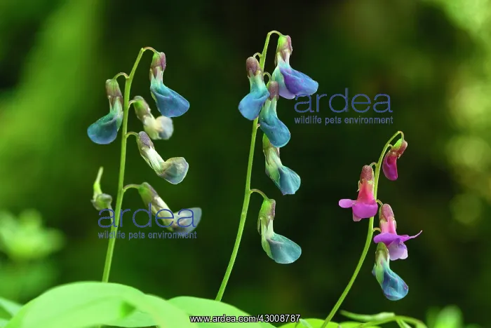 : Spring Vetchling : Spring Vetchling
