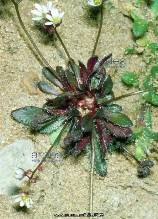 : Spring Whitlow-grass - close-up of leaves : Spring Whitlow-grass - close-up of leaves